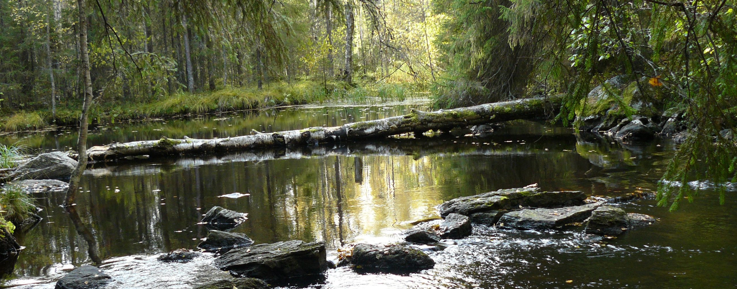 Purossa kivipolku ja kaatunut puu.