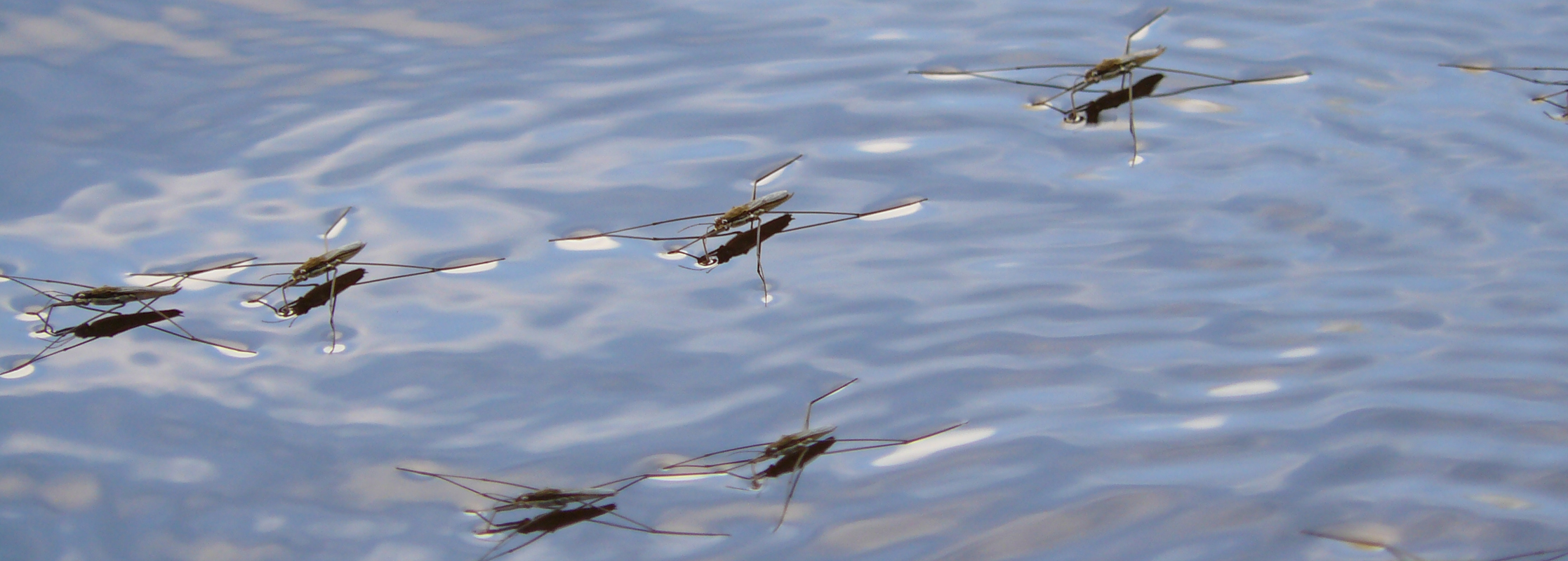Lähikuva vesimittareista järven pinnalla.