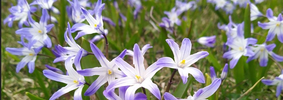 Kevättähtien kukintaa.