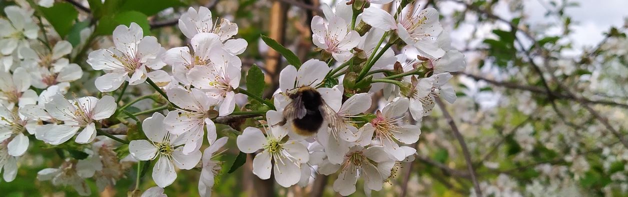 Lähikuvassa kimalainen ja kirsikankukat.
