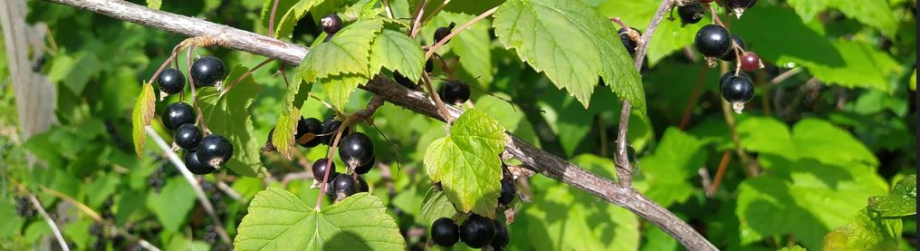 Mustaherukkapensaan marjoja.